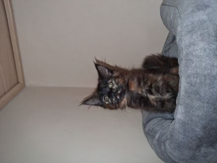 Liebe und verschmuste Main Coon Kitten
