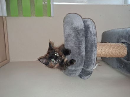 Liebe und verschmuste Main Coon Kitten