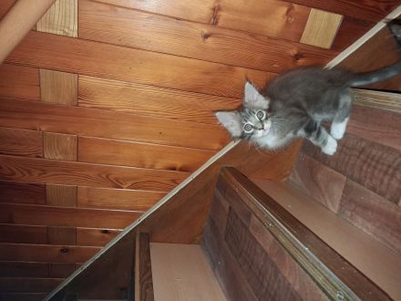 Liebe und verschmuste Main Coon Kitten