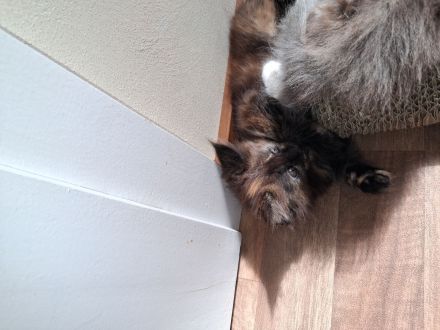 Liebe und verschmuste Main Coon Kitten