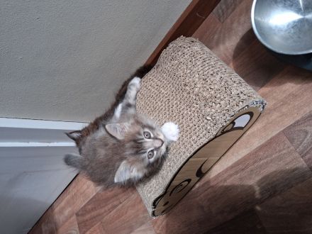 Liebe und verschmuste Main Coon Kitten