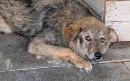 Sanfter, wolfsgrauer Mister Grey sucht geduldiges Zuhause