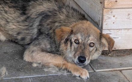 Sanfter, wolfsgrauer Mister Grey sucht geduldiges Zuhause