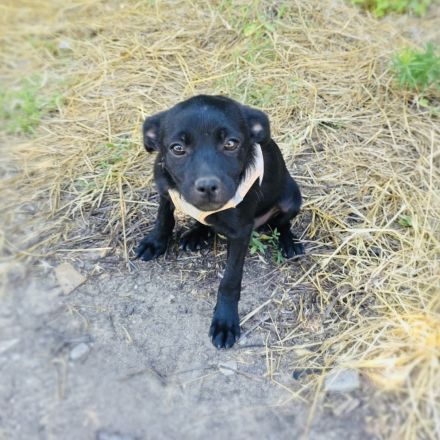 Pinscher Mix Blacky