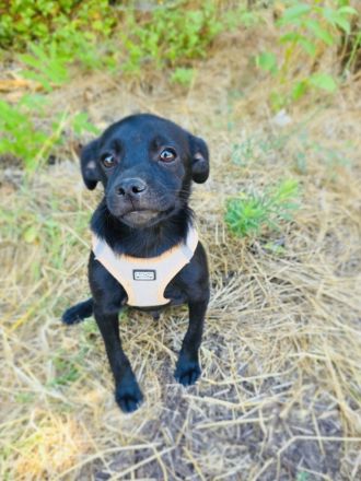 Pinscher Mix Blacky