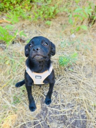 Pinscher Mix Blacky