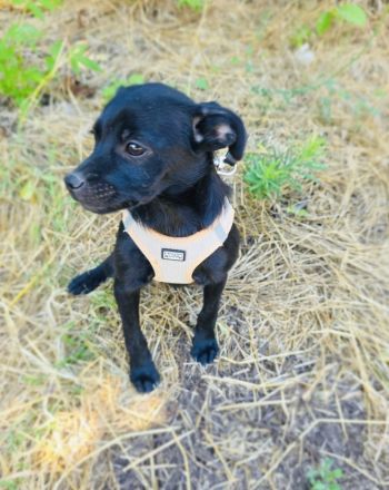 Pinscher Mix Blacky