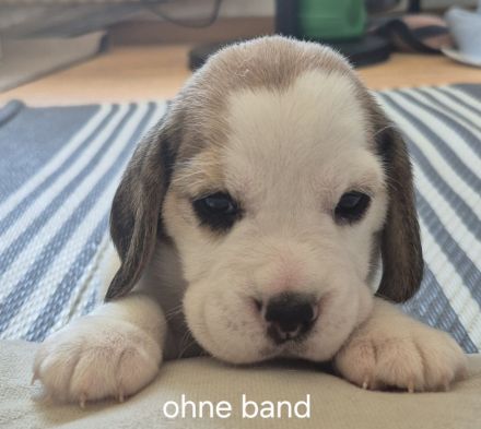 Süße Beagle Welpen suchen noch ein Zuhause