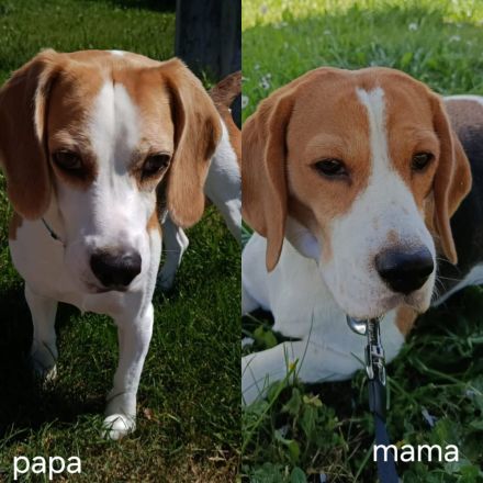 Süße Beagle Welpen suchen noch ein Zuhause