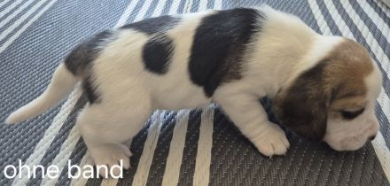 Süße Beagle Welpen suchen noch ein Zuhause