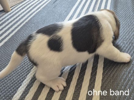 Süße Beagle Welpen suchen noch ein Zuhause