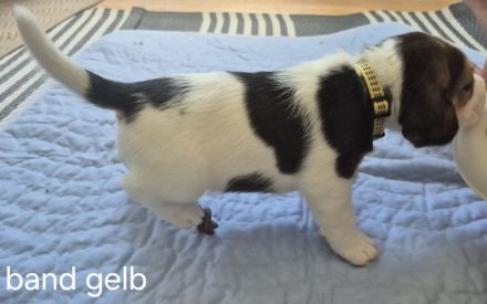 Süße Beagle Welpen suchen noch ein Zuhause