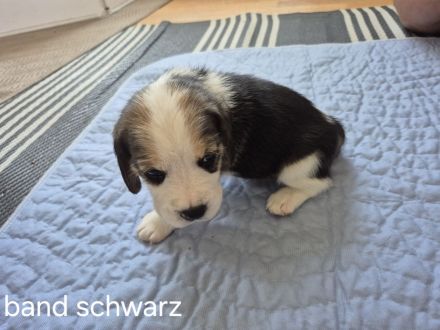 Süße Beagle Welpen suchen noch ein Zuhause