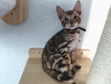 Wunderschöner Bengalkater mit Stammbaum