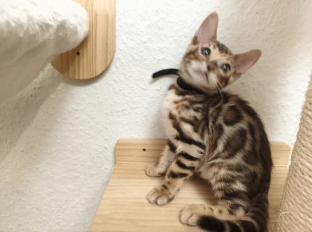 Wunderschöner Bengalkater mit Stammbaum