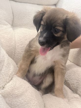 Liebevolle Hundewelpe suchen neues Zuhause
