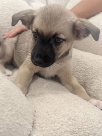 Liebevolle Hundewelpe suchen neues Zuhause