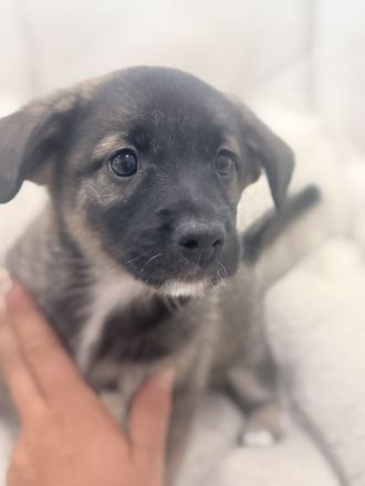 Liebevolle Hundewelpe suchen neues Zuhause