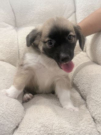 Liebevolle Hundewelpe suchen neues Zuhause