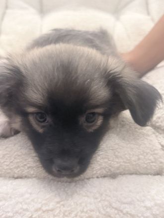 Liebevolle Hundewelpe suchen neues Zuhause