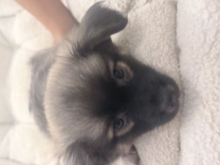 Liebevolle Hundewelpe suchen neues Zuhause