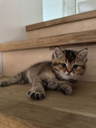 Britisch Kurzhaar Kitten suchen ein liebevolles Zuhause