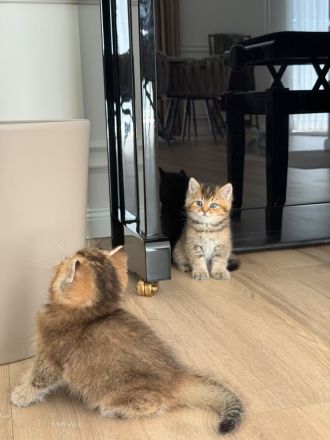 Britisch Kurzhaar Kitten suchen ein liebevolles Zuhause