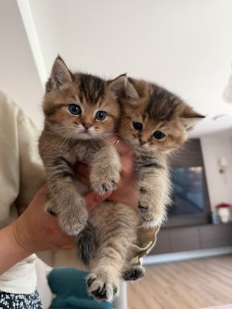 Britisch Kurzhaar Kitten suchen ein liebevolles Zuhause