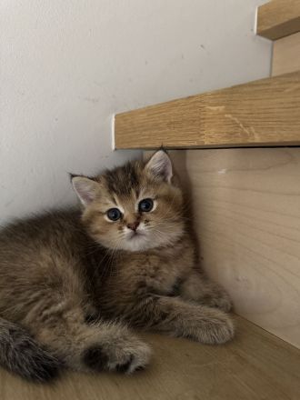 Britisch Kurzhaar Kitten suchen ein liebevolles Zuhause