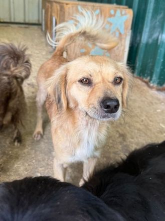 Barley, katzen- und hundeverträglicher, freundlicher Junghund sucht ein neues Zuhause, 1,5J, 40cm