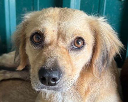 Barley, katzen- und hundeverträglicher, freundlicher Junghund sucht ein neues Zuhause, 1,5J, 40cm
