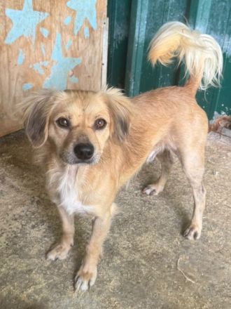 Barley, katzen- und hundeverträglicher, freundlicher Junghund sucht ein neues Zuhause, 1,5J, 40cm