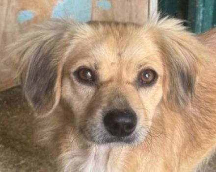 Barley, katzen- und hundeverträglicher, freundlicher Junghund sucht ein neues Zuhause, 1,5J, 40cm