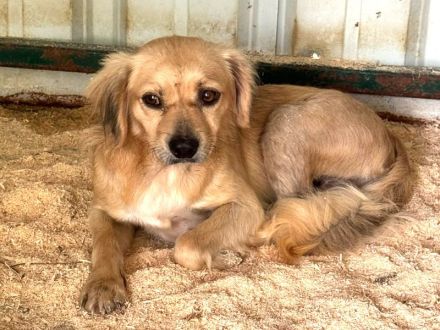Barley, katzen- und hundeverträglicher, freundlicher Junghund sucht ein neues Zuhause, 1,5J, 40cm