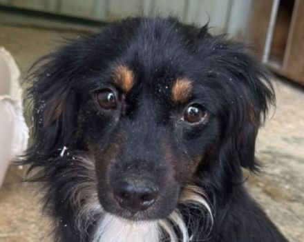 Eric, katzen- und hundeverträglicher, zuckersüßer kleiner Mini-Mann sucht Körbchen und Menschen, 3J,