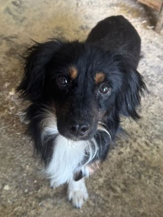 Eric, katzen- und hundeverträglicher, zuckersüßer kleiner Mini-Mann sucht Körbchen und Menschen, 3J,