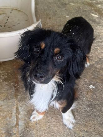 Eric, katzen- und hundeverträglicher, zuckersüßer kleiner Mini-Mann sucht Körbchen und Menschen, 3J,