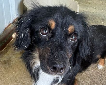 Eric, katzen- und hundeverträglicher, zuckersüßer kleiner Mini-Mann sucht Körbchen und Menschen, 3J,