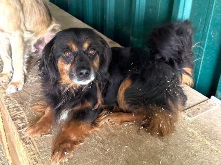 Flip, kleiner, zuckersüßer aufgeschlossener Rüde im Tierheim abgegeben...., 4J, 35 cm