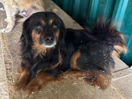 Flip, kleiner, zuckersüßer aufgeschlossener Rüde im Tierheim abgegeben...., 4J, 35 cm