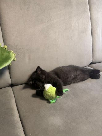 Nur noch 2 Bkh kitten verfügbar 12.wochen alt