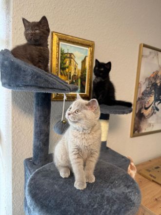 Nur noch 3 Bkh kitten verfügbar