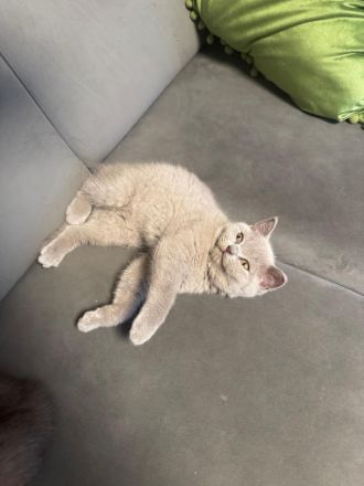 Nur noch 2 Bkh kitten verfügbar 12.wochen alt