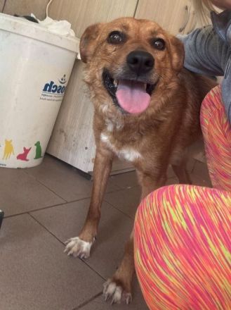 Jody, kleine Hündin sucht kleines Körbchen oder auch Sofaplatz ;-), 4J, 35cm
