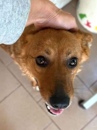 Jody, kleine Hündin sucht kleines Körbchen oder auch Sofaplatz ;-), 4J, 35cm