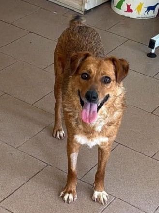 Jody, kleine Hündin sucht kleines Körbchen oder auch Sofaplatz ;-), 4J, 35cm
