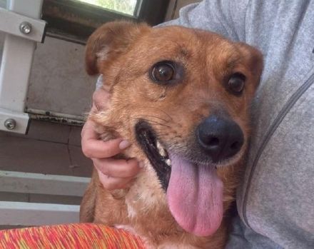 Jody, kleine Hündin sucht kleines Körbchen oder auch Sofaplatz ;-), 4J, 35cm