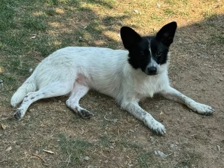 Lula, liebevolle, anghängliche Junghündin sucht ein freies Körbchen und eigene Menschen, 1J, 35cm