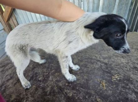 Lula, schüchterne, aber liebe Junghündin sucht ein freies Körbchen und eigene Menschen, 1J, 35cm