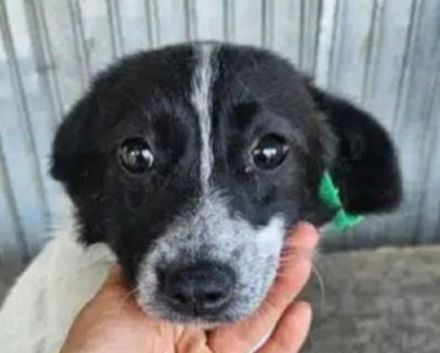 Lula, schüchterne, aber liebe Junghündin sucht ein freies Körbchen und eigene Menschen, 1J, 35cm